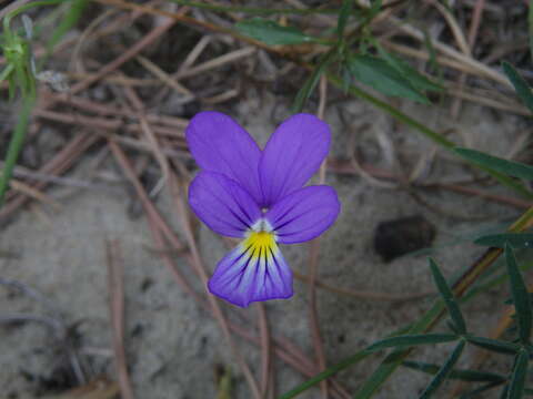 Слика од Viola tricolor subsp. curtisii (E. Forster) Syme