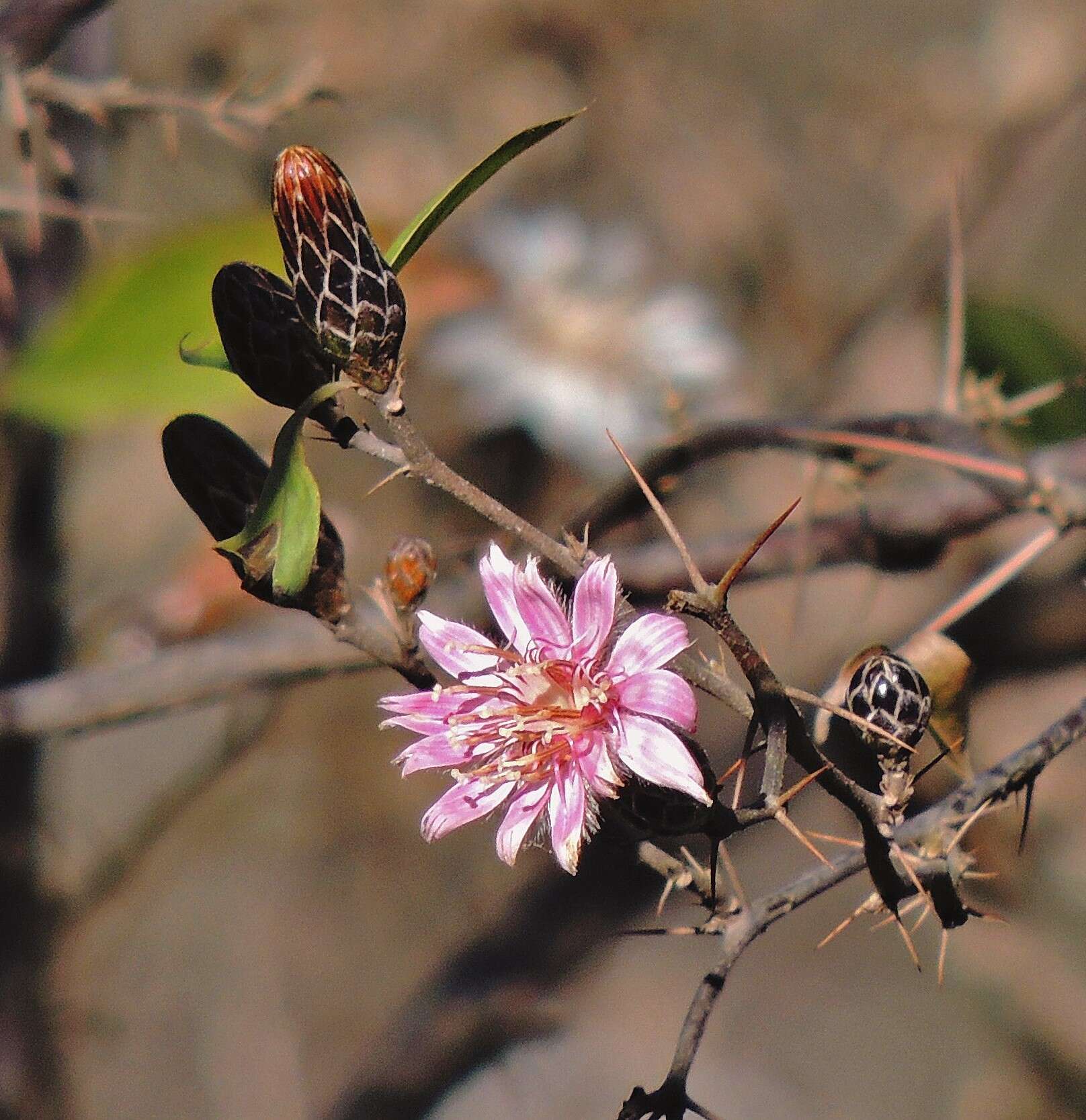 Image of Barnadesia odorata Griseb.