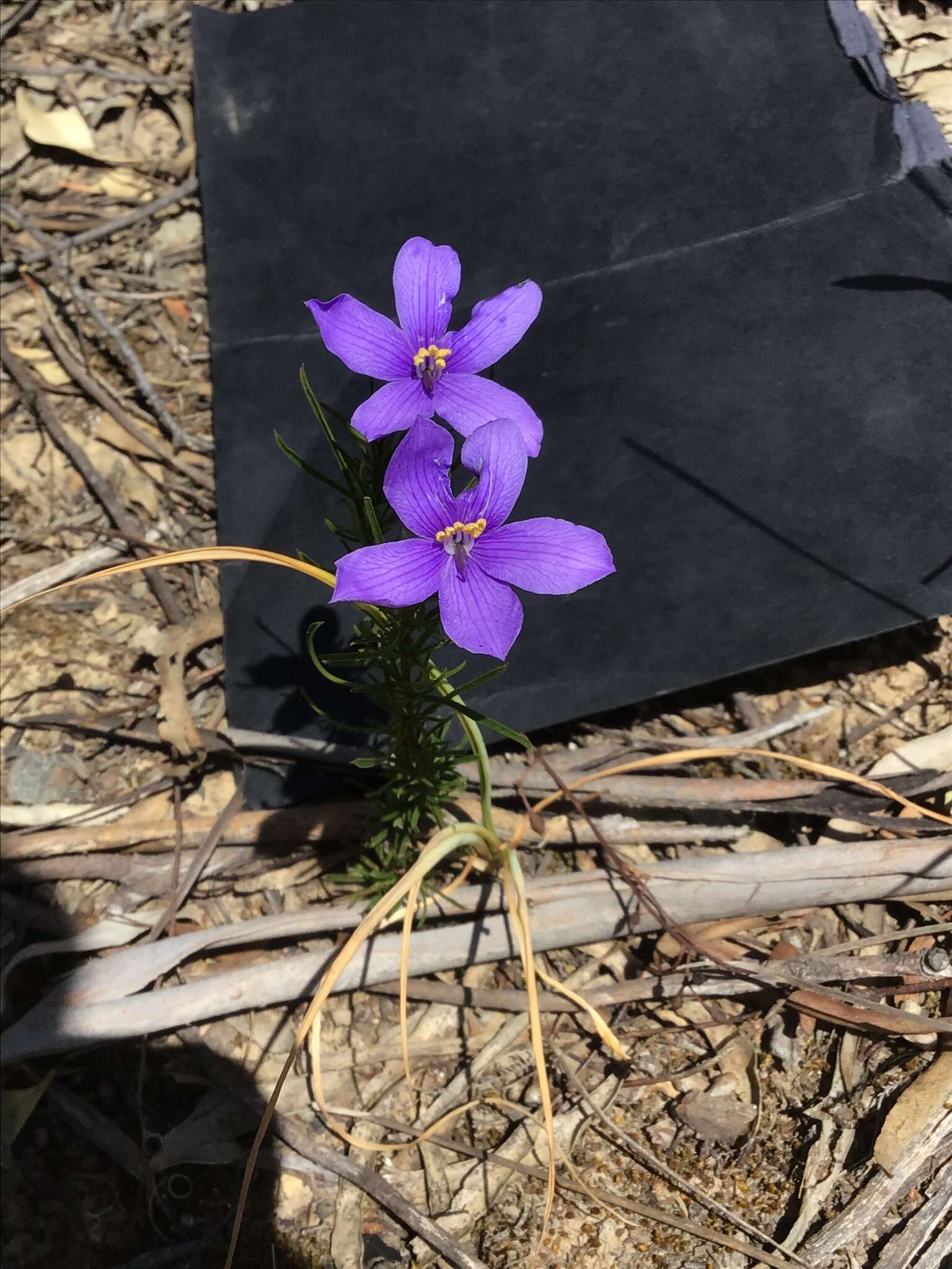 Image de Cheiranthera linearis A. Cunn.