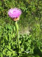 Image of Giant Scabiosa