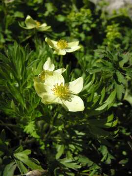 Plancia ëd Anemonastrum narcissiflorum subsp. chrysanthum (Ulbr.) Raus