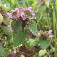 Imagem de Lamium purpureum var. purpureum