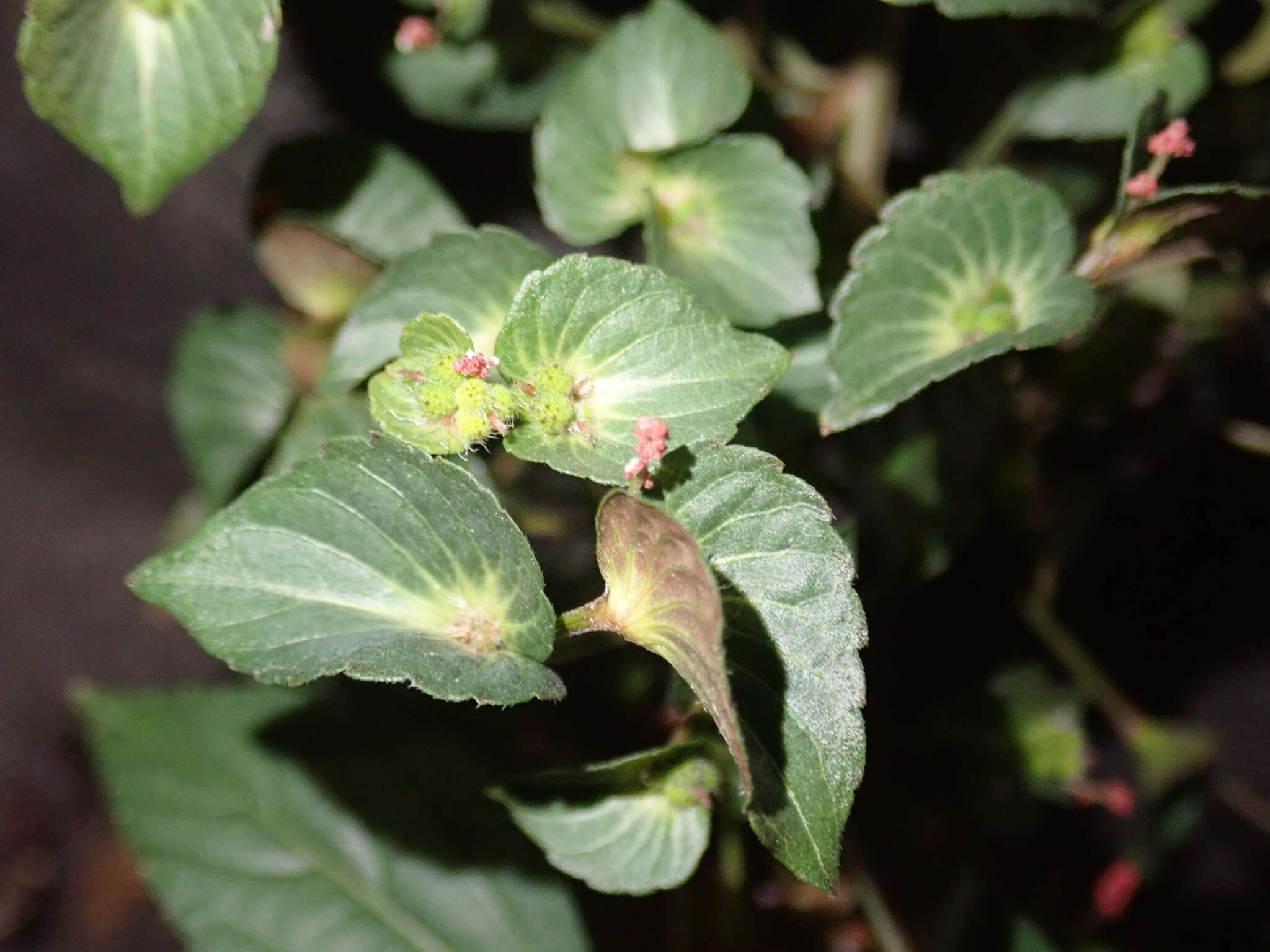 Image of Asian copperleaf