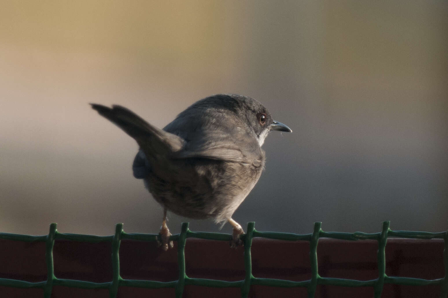 Image of Sardinian Warbler