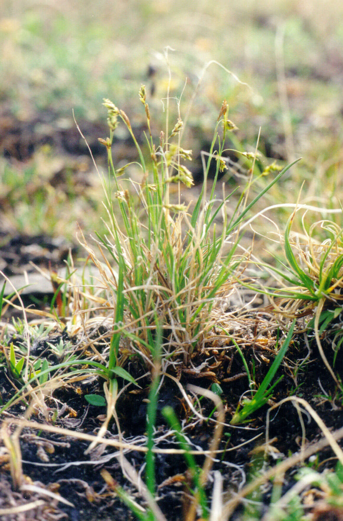 Image of Carex capillaris subsp. fuscidula (V. I. Krecz. ex T. V. Egorova) Á. Löve & D. Löve