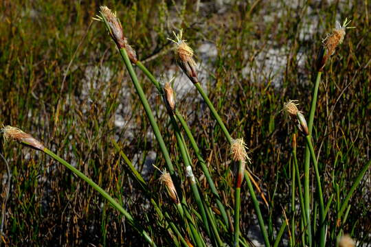 Image of Ficinia deusta (P. J. Bergius) Levyns