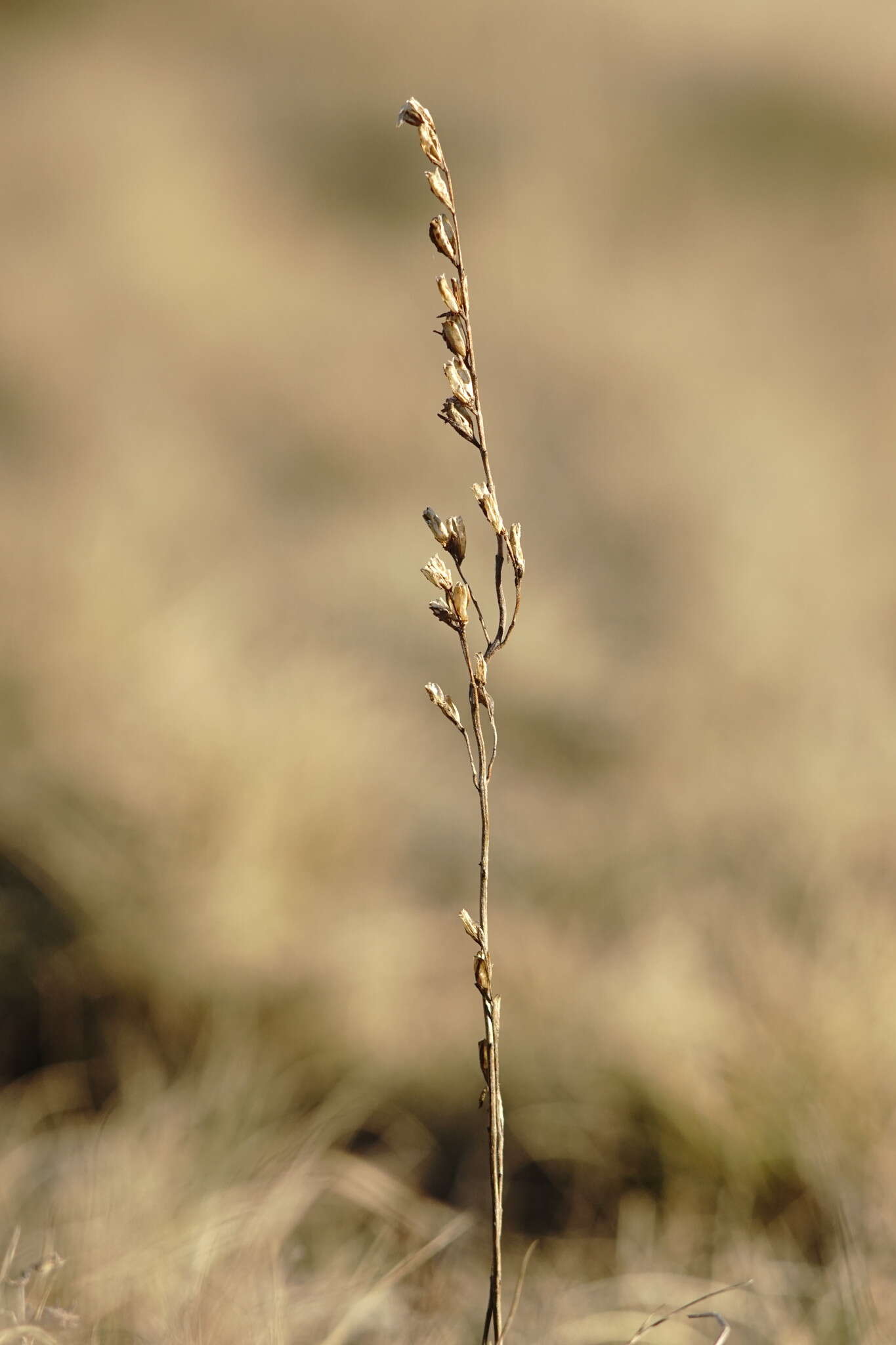 Plancia ëd Macrosyringion glutinosum (M. Bieb.) Rothm.