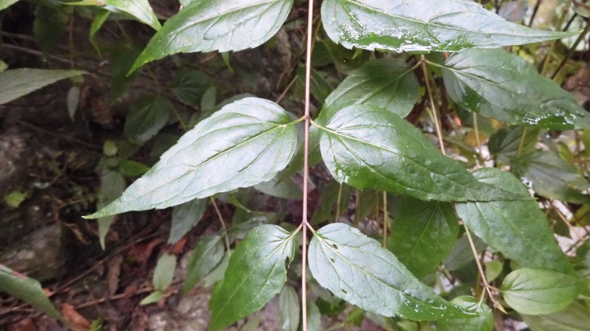 Imagem de <i>Eupatorium shimadae</i>