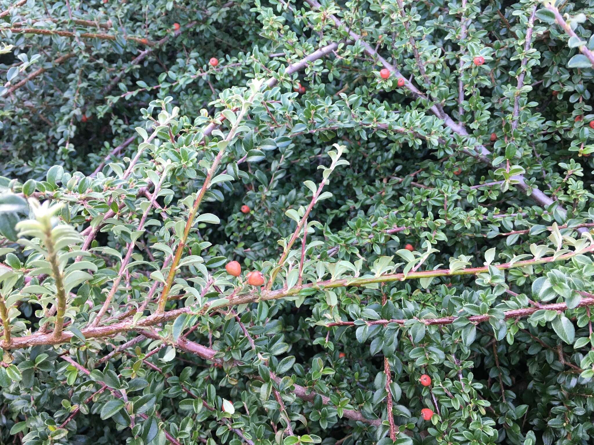 صورة Cotoneaster microphyllus Wall. ex Lindl.