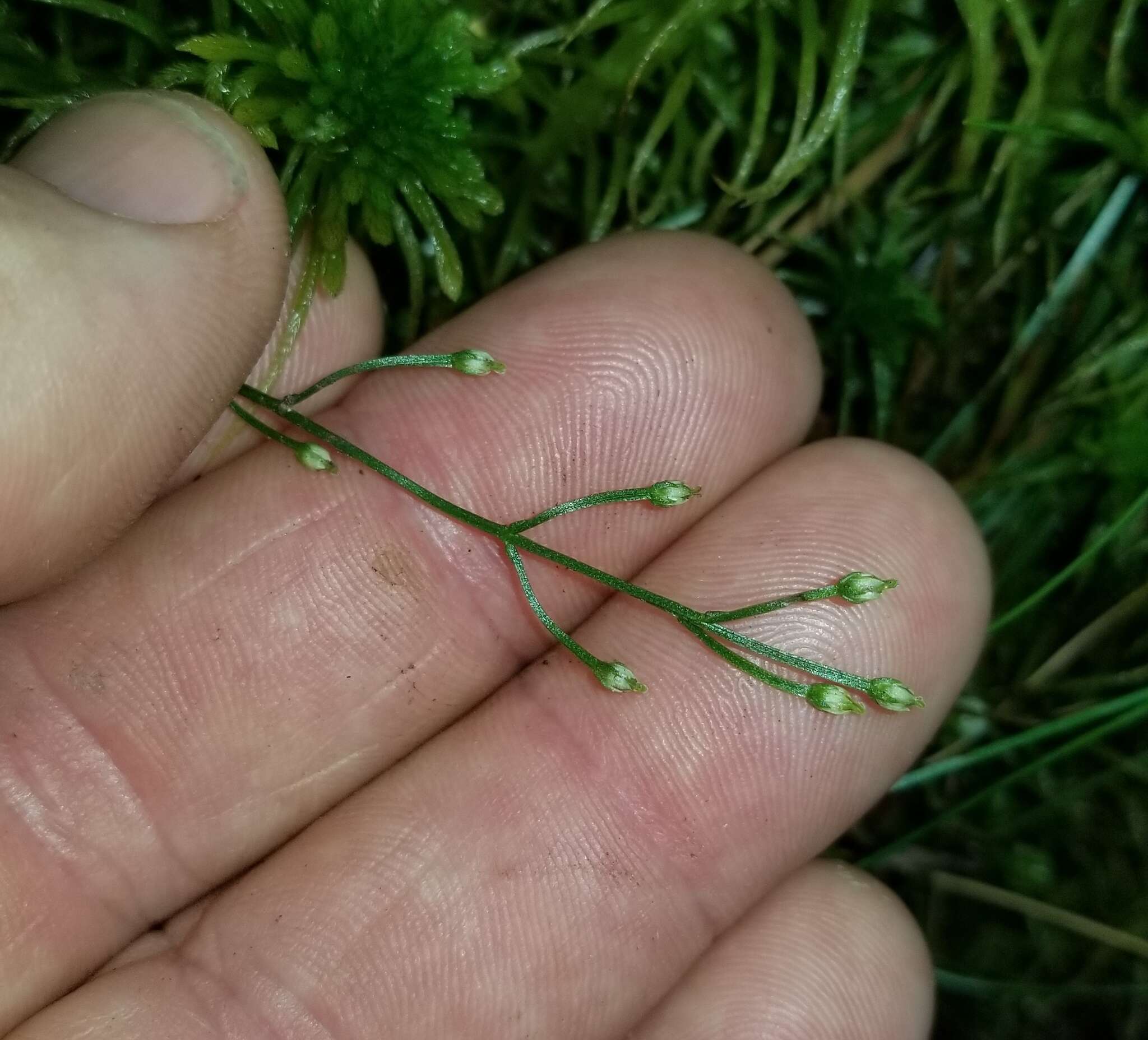 Image of Texas screwstem