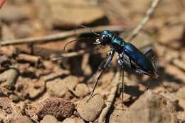 Image of Cicindela (Cicindelidia) rufiventris cumatilis Le Conte 1851