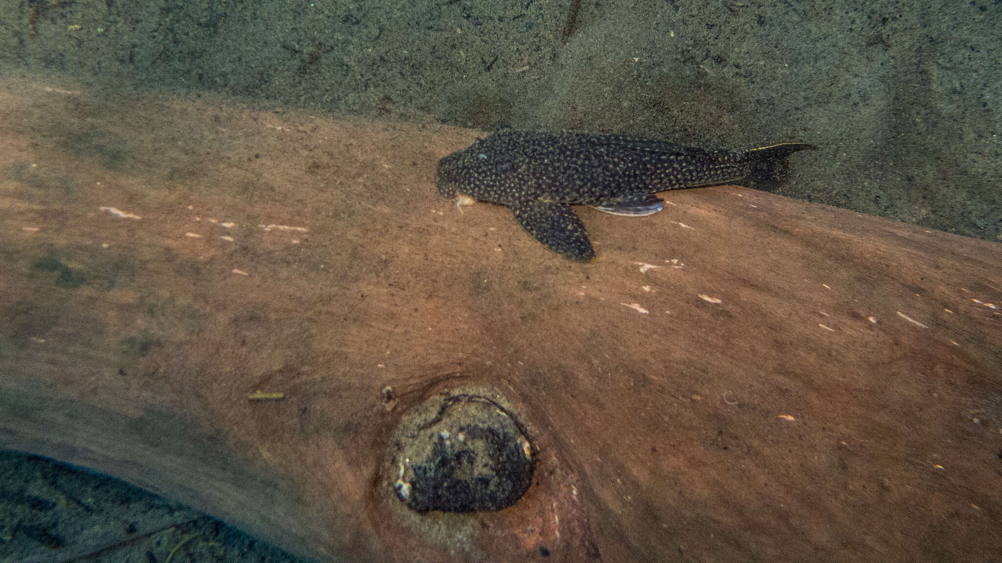 Hypostomus delimai Zawadzki, de Oliveira & Debona 2013的圖片