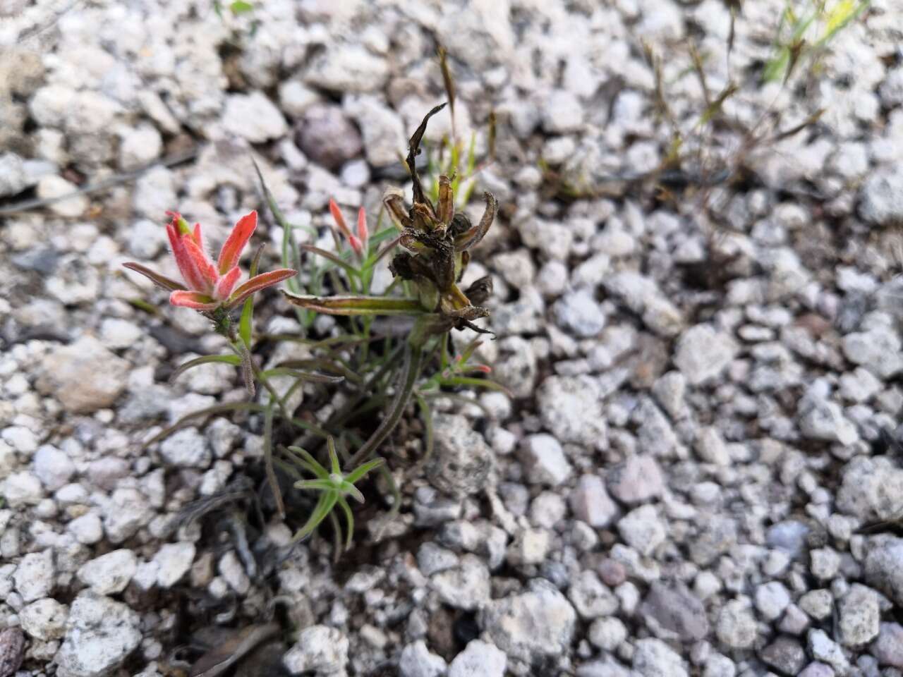 Image of Castilleja stenophylla M. E. Jones