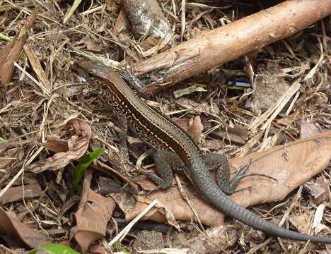 Image of Four-lined Ameiva