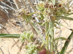 Imagem de Oreocarya suffruticosa (Torr.) Greene