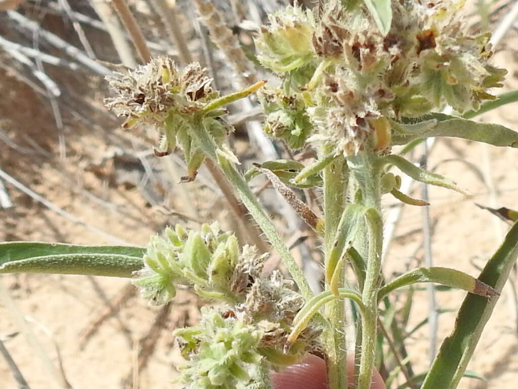 Imagem de Oreocarya suffruticosa (Torr.) Greene