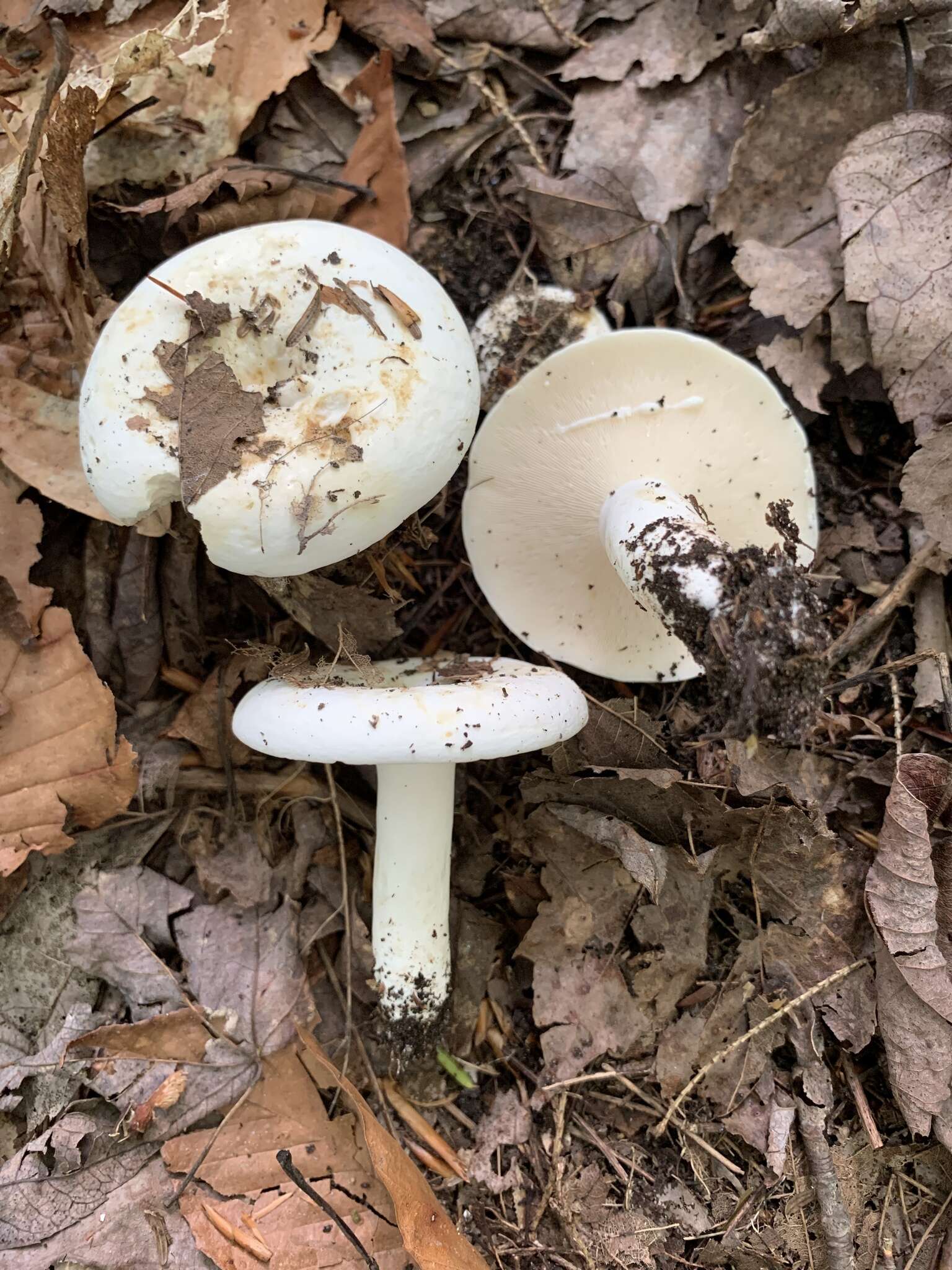 Image of Lactifluus glaucescens (Crossl.) Verbeken 2012