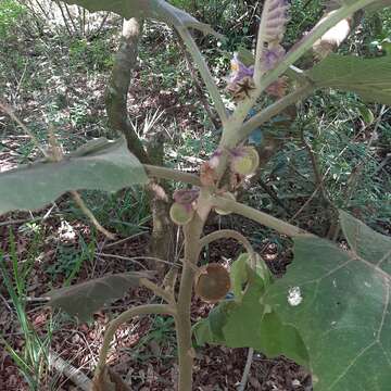 Image of naranjilla