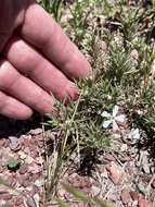 Image of prairie phlox