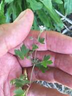 Image of Round-leaved Crane's-bill