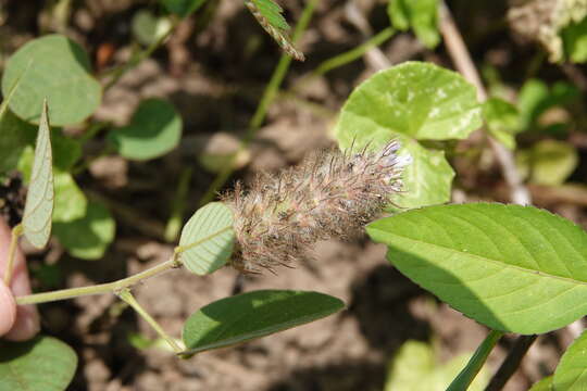 Imagem de Uraria lagopodioides DC.