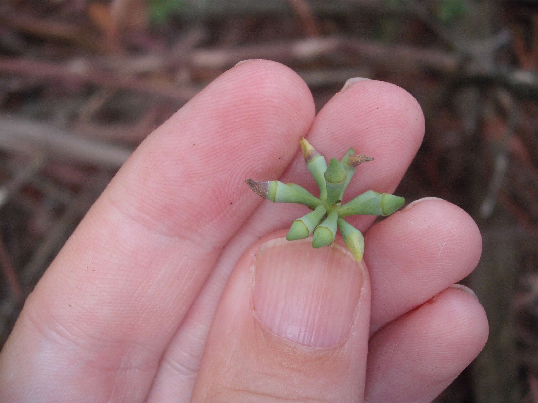 Слика од Eucalyptus saligna Sm.