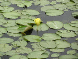 Image of yellow waterlily