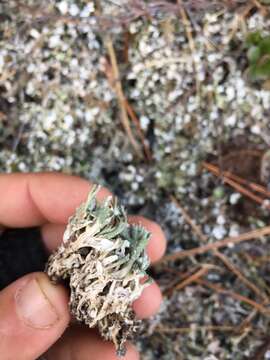 Image of Cladonia turgida Ehrh. ex Hoffm.