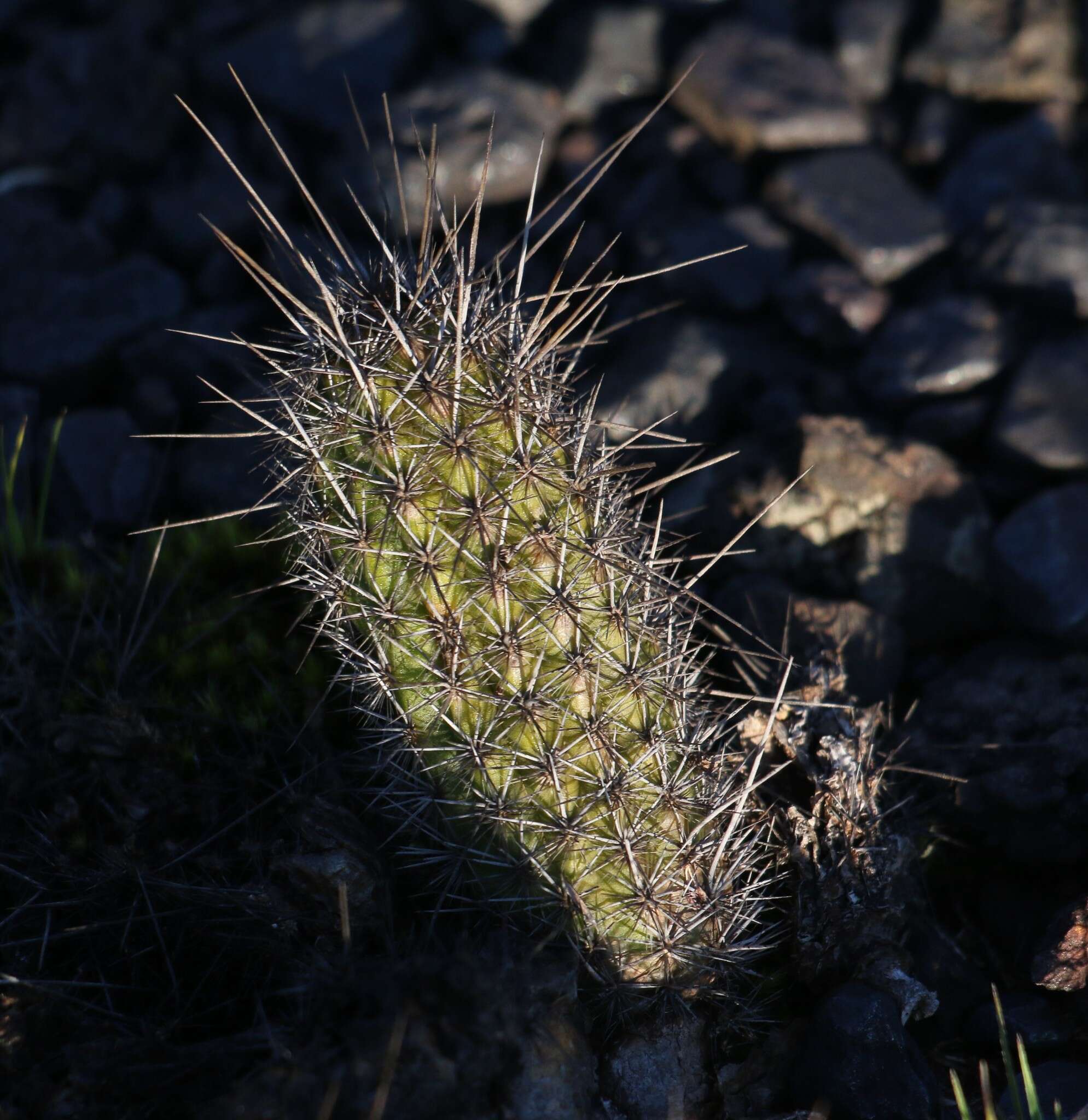 Image of Cactus