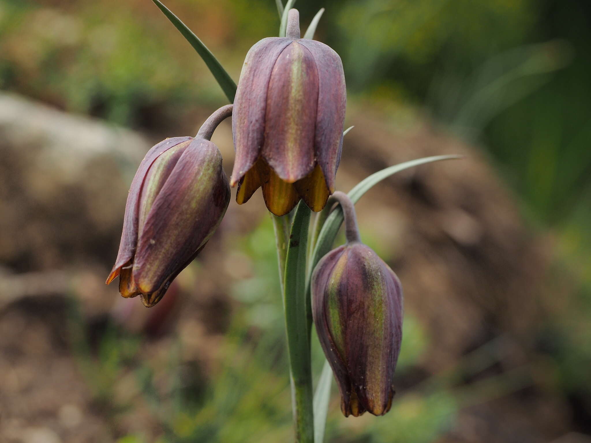 Image of Fritillaria lusitanica Wikstr.