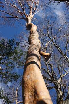 Image of Stewartia monadelpha Siebold & Zucc.