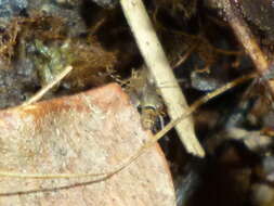 Image of hairy-back girdled springtail