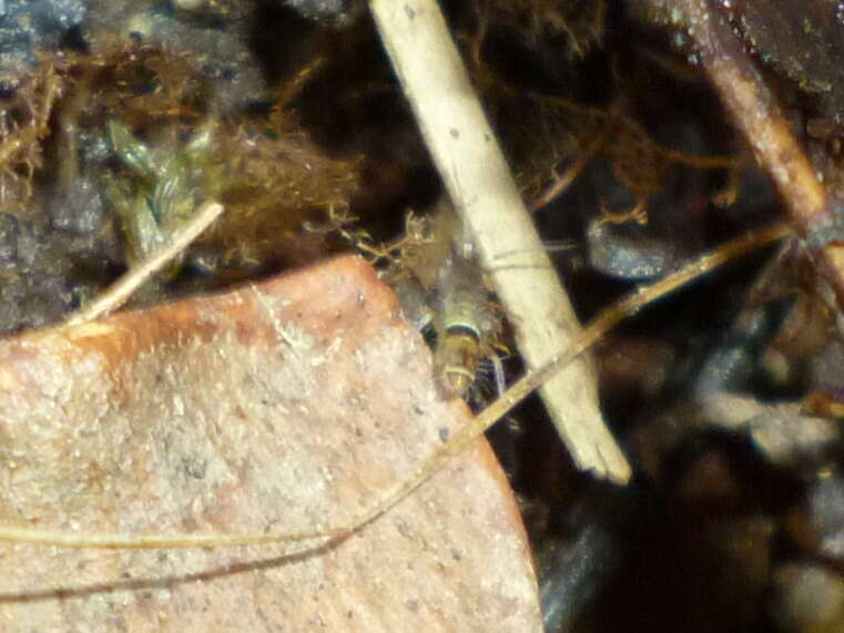 Image of hairy-back girdled springtail