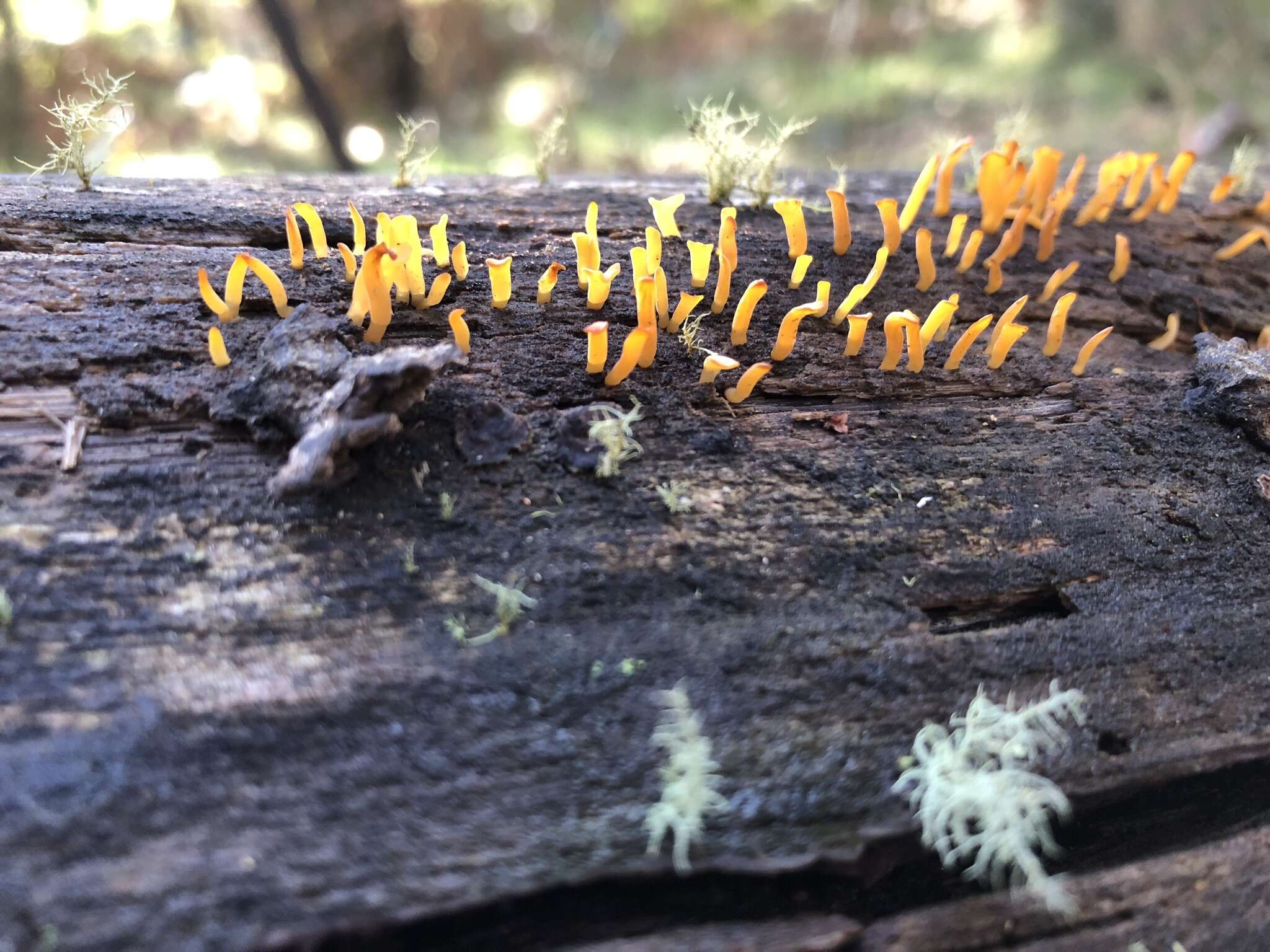 Image of Calocera sinensis McNabb 1965