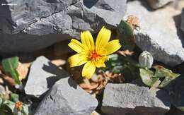 Image of Crepis sibthorpiana Boiss. & Heldr.