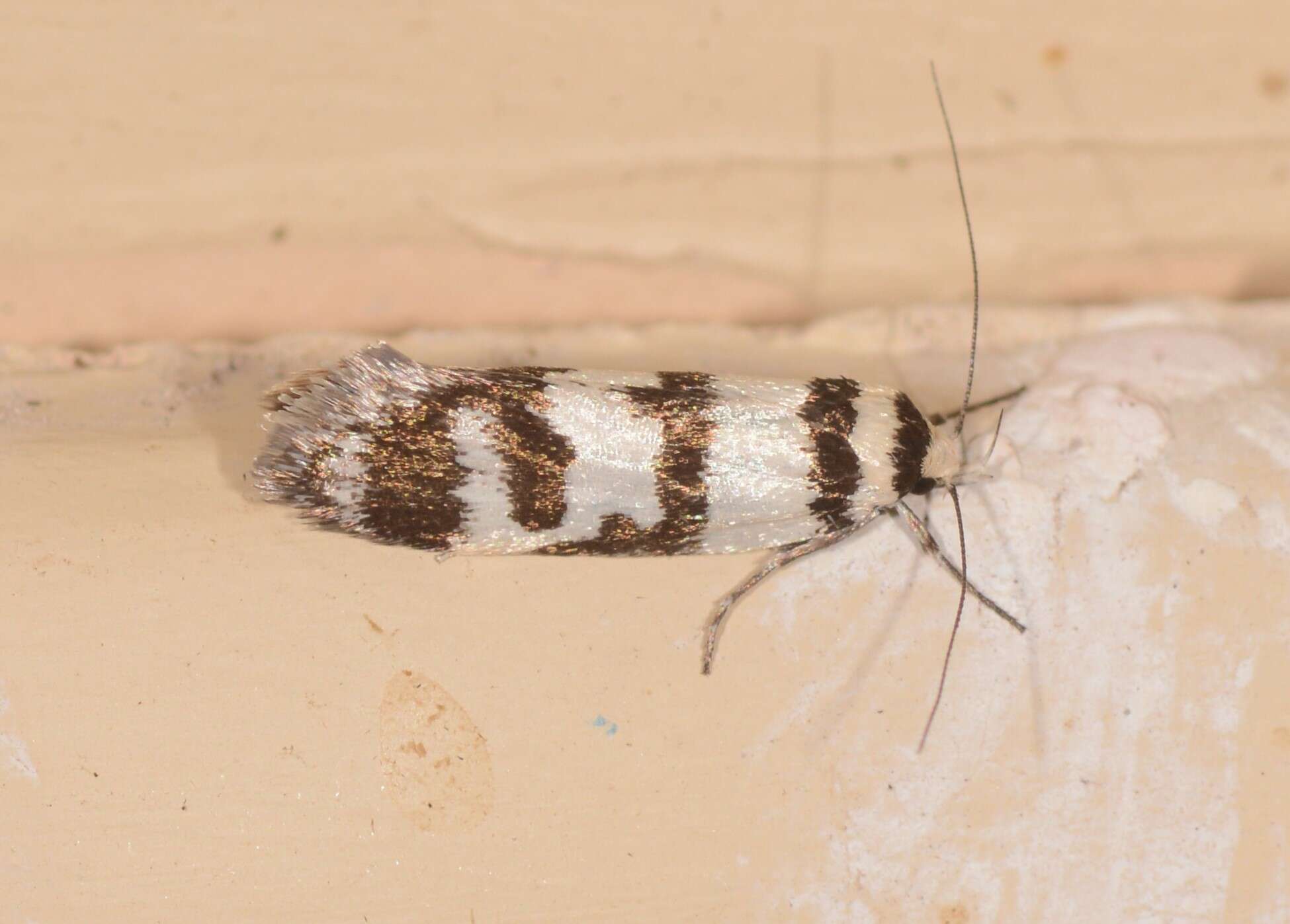 Image of Philobota impletella Walker 1869