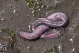 Image of California Hagfish