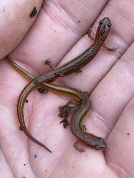 Image of Chamberlain's Dwarf Salamander