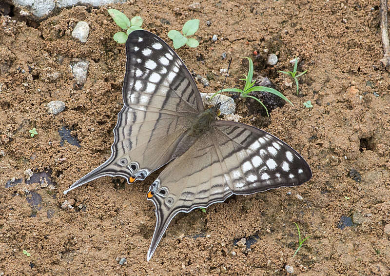 Image of Dappled Daggerwing