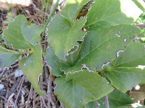 Image of Knowltonia vesicatoria (L. fil.) Sims