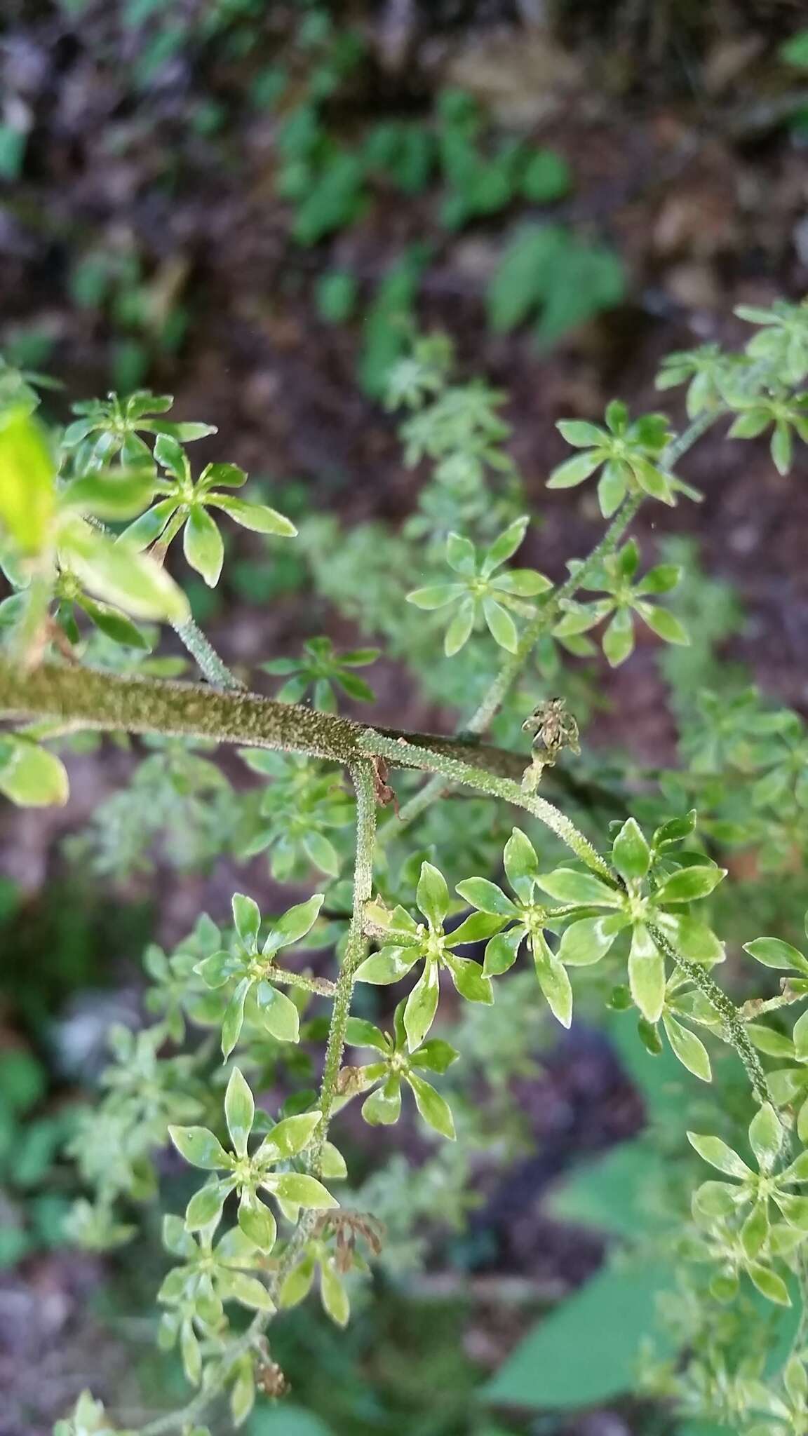 Image of Appalachian bunchflower