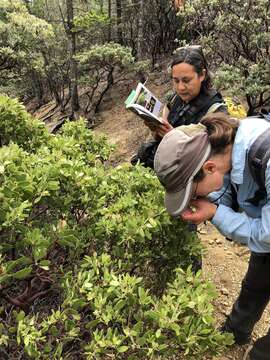 Image of Stanford's manzanita