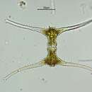 Image of Staurastrum leptocladum