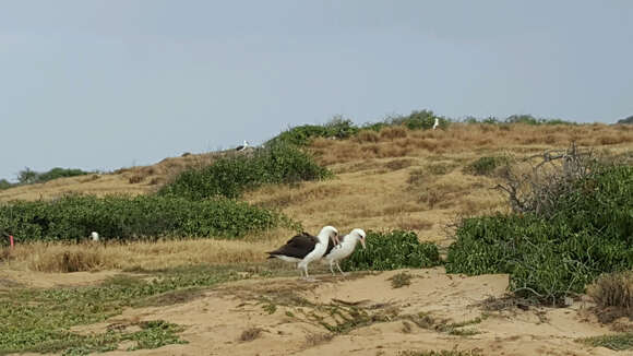 Image of North Pacific albatross