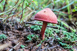 Image of Chalciporus pseudorubinellus (A. H. Sm. & Thiers) L. D. Gómez 1997