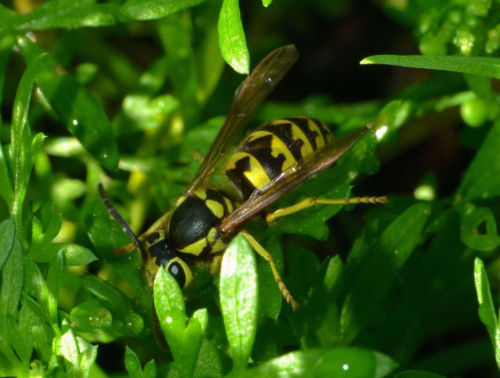 Image of Western Yellowjacket