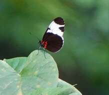 Image of Heliconius sapho Drury 1782