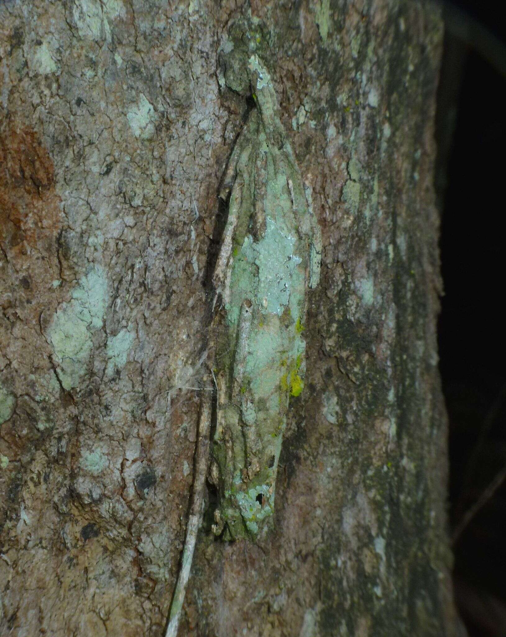 Image of Metura elongatus Saunders 1847