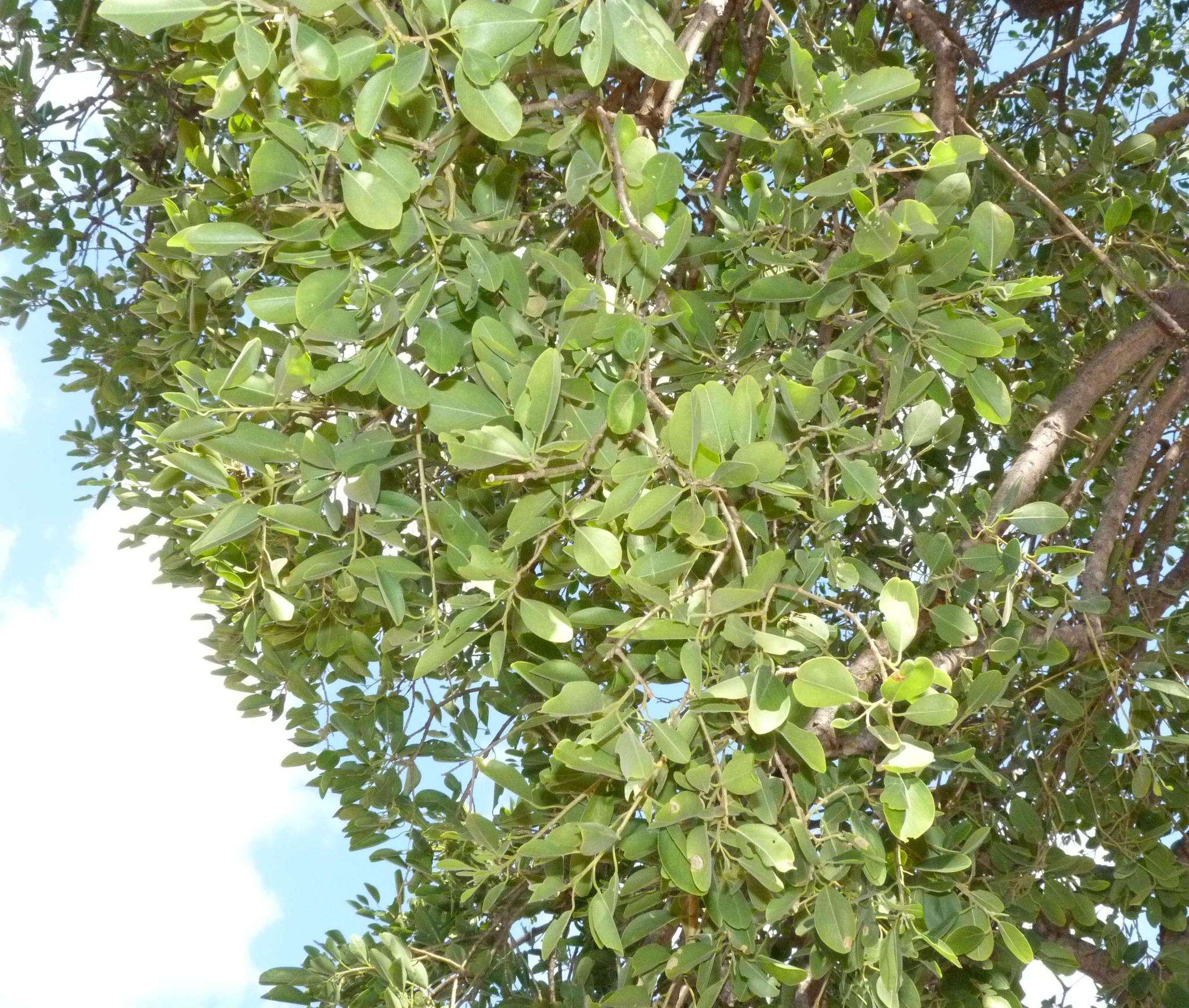 Image of Maerua angolensis subsp. angolensis