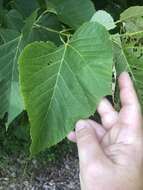 Слика од Tilia americana var. heterophylla (Vent.) Loudon